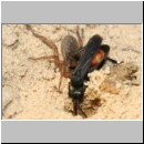 Anoplius infuscatus - Wegwespe 02a 12mm mit Trochosa cf terricola-Wolfspinne-Weibchen beim Nesteintrag.jpg